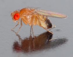 vaxtaflugan Drosophila melanogaster