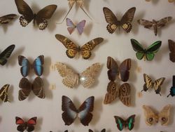 MSU_museum_butterflies