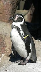 275px-Humboldt_Penguin