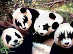 panda-kiss_qjgenth1.jpg